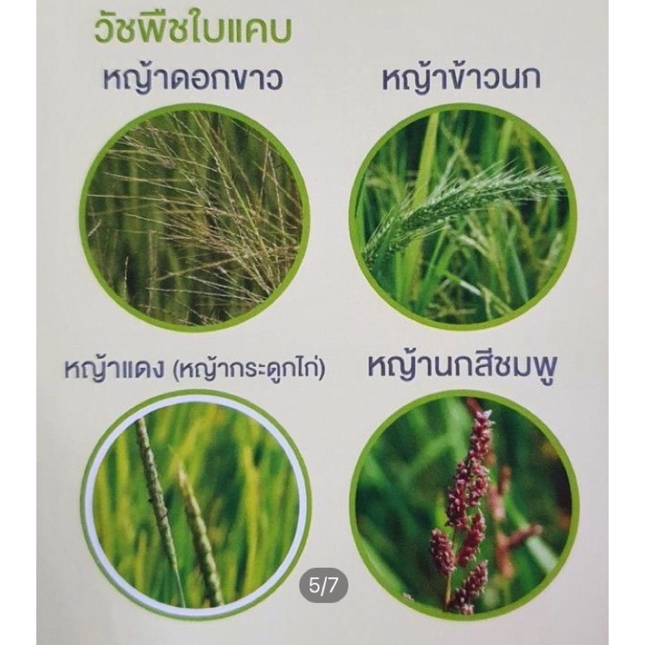 พาซิโอ-ตราอูฐทองคำ-เพนพิเมทาลิน-33