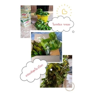 🥰ใบอ่อนคัดอย่างดี🥰ใบเหลียงระนอง  500กรัม🥰 เก็บสดใหม่จากสวน😍 อร่อยทุกเมนู photo