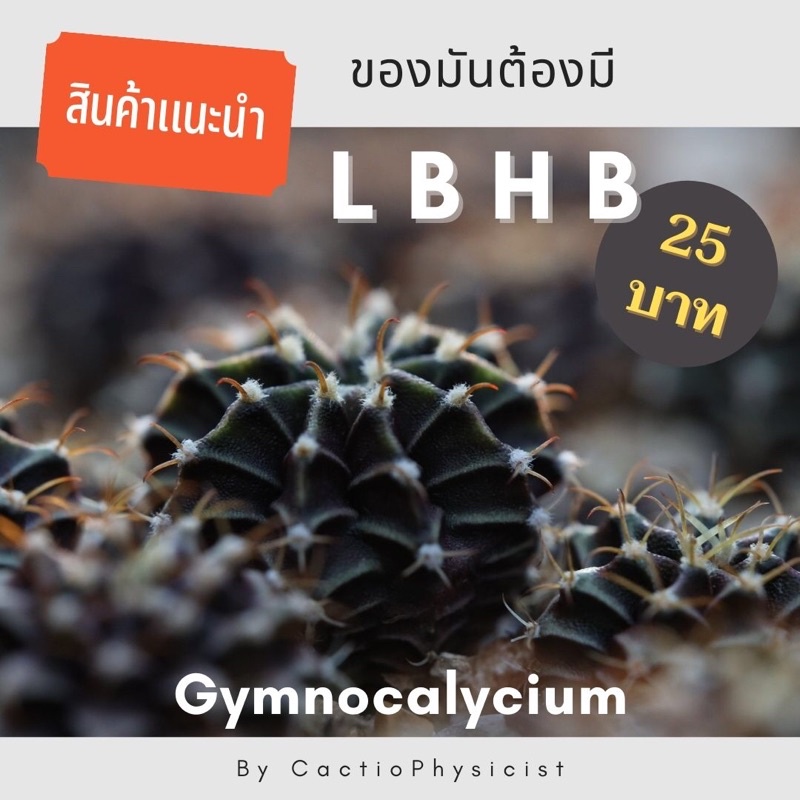 ยิมโน-lb-hybrid-พ่อแม่ดอกชมพู
