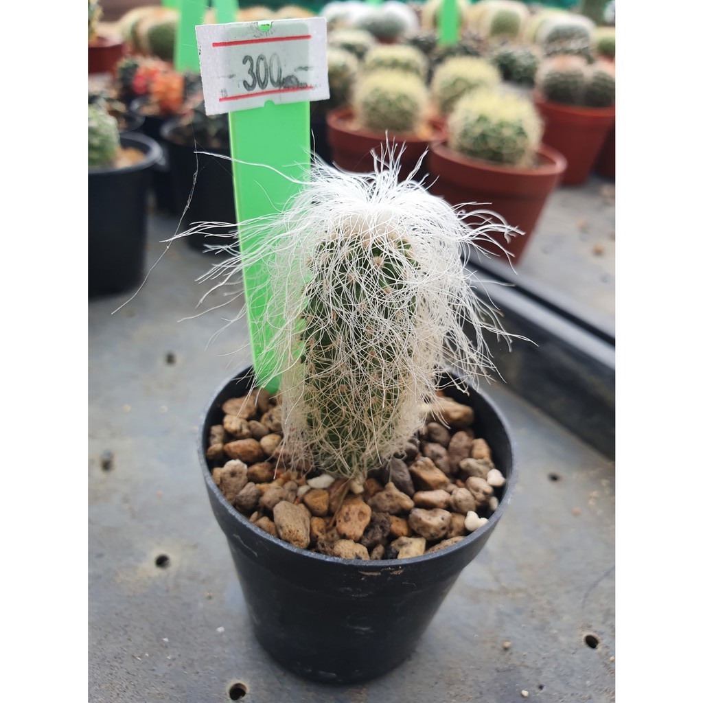 ผู้เฒ่า-old-man-cactus