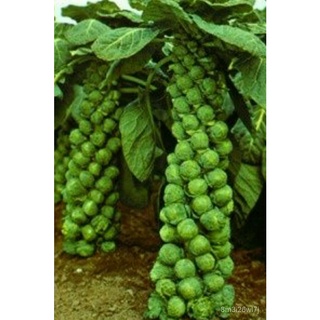 1000 Long Island Brussels Sprouts-Non-จีเอ็มโอ-เปิดการผสมเกสร ZBSZ