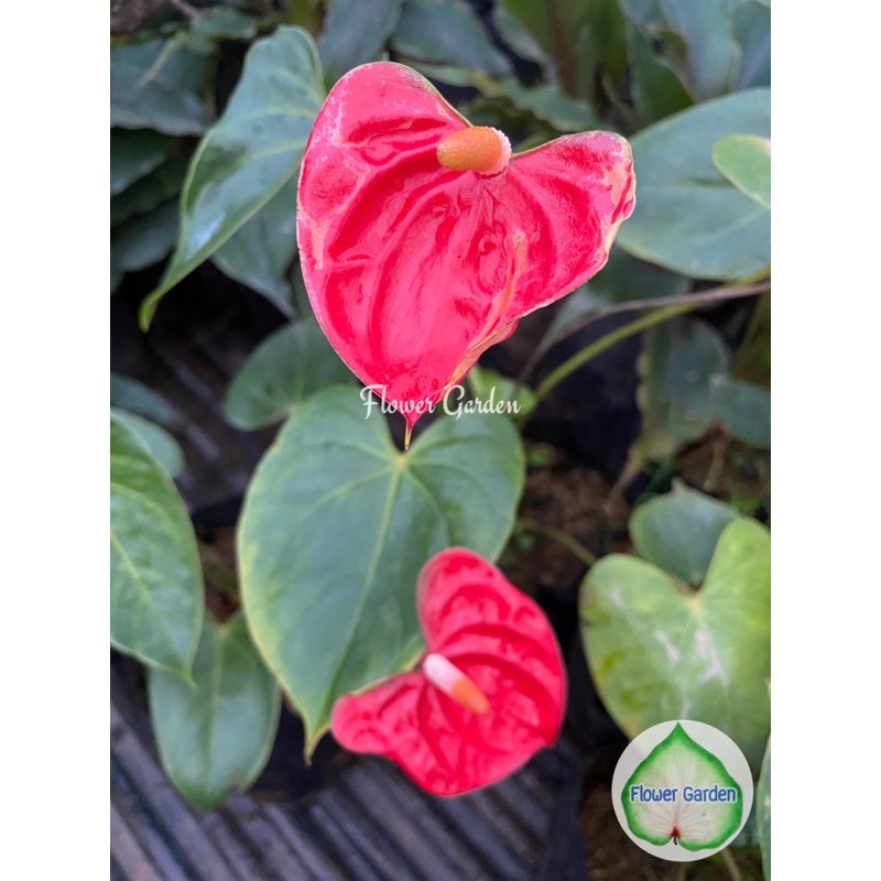flower-garden-f374-anthurium-ต้นหน้าวัว-ดอกสีแดง-แบบถุงดำ