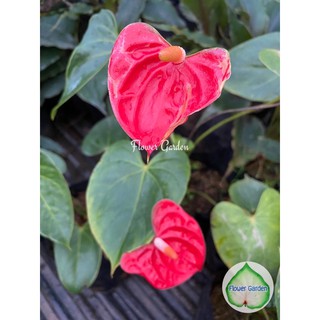 Flower Garden F374 Anthurium ต้นหน้าวัว ดอกสีแดง แบบถุงดำ