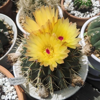 notocactus buiningii (แคคตัส cactus กระบองเพชร)