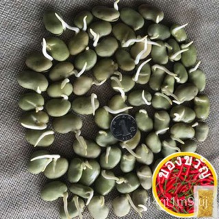 เมล็ดพืช Super Big Dipper เมล็ดถั่วปากอ้า ขนาดใหญ่ที่ให้ผลผลิตสูง  ถั่ว Tian ถั่ว ข้าวโพดหัวถั่ว 胡豆 พระพุทธรูปถั่ว 川豆 ระ