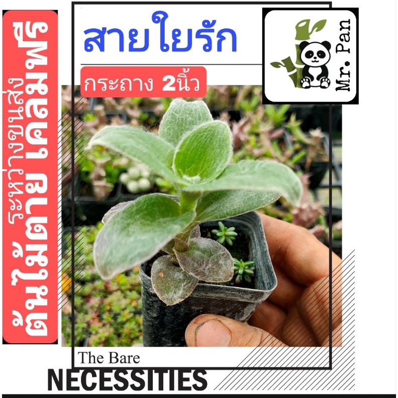 สายใยรัก-กระถาง-2นิ้ว-เเคคตัส-ต้นสายใยรัก