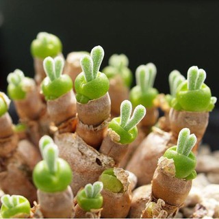 ภาพหน้าปกสินค้าเมล็ดหูกระต่าย Monilaria Moniliforme (20 seeds) ที่เกี่ยวข้อง