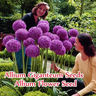 （เมล็ดพันธุ์ ถูก คละ）100pcs Allium Flower Seed ด้วยใบไม้หลากสีที่สวยงาม ของแต่งบ้านสวน ดอกไม้ Plants ต้นไม้ประดับ เมล็ด