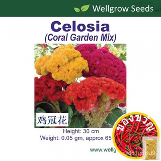 เมล็ดพืช: Celosia cockscomb Coral Garden (0.05gm ประมาณ65เมล็ด) balung Ayam X352