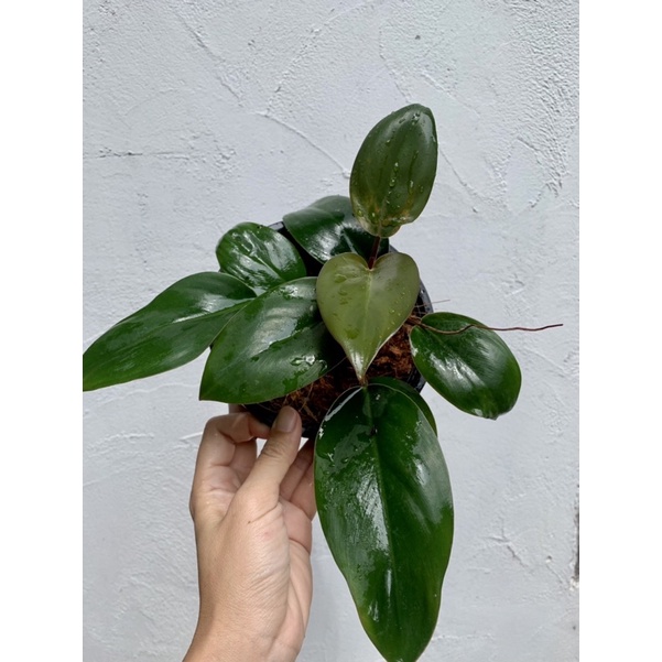 ฟิโลเดนดรอน-เรดคองโก-philodendron-red-congo-เศรษฐีมีทรัพย์-กระถาง-5-นิ้วขายตามภาพ-ทักแชทเลือกต้นได้ค่ะ