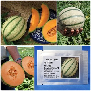 เมล็ดพันธุ์ เมล่อนดาวินชี่ ( Da Vinci Melon F1 Seed) บรรจุ  เมล็ด คุณภาพดี 50 เมล็ด (ไม่ใช่พืชที่มีชีวิต)