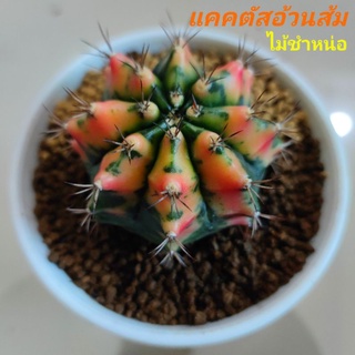 แคคตัสอ้วนส้ม🌵ชำหน่อ⭐ด่างครบพู⭐ต้นใหญ่ ขนาด5.8cm.🌵จัดส่งทั้งกระถาง4นิ้ว