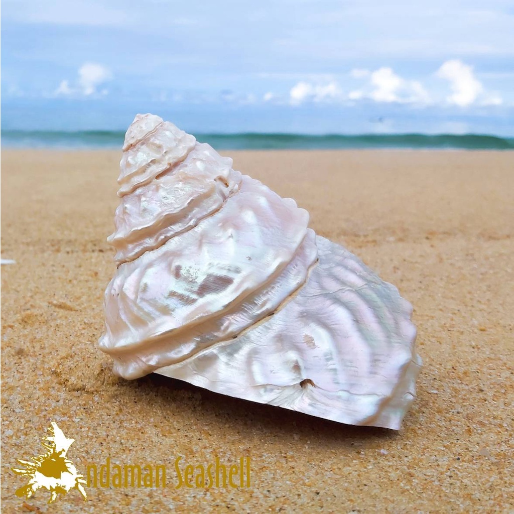 andaman-seashell-เปลือกหอย-เปลือกหอยนมสาวคลื่น-ขัดมุก