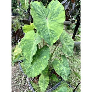 บอนมิโดริ colocasia midori sour ภาพแรกเป็นต้นแม่นะคะ กระถาง 5 นิ้วสูง 50-70 ซม