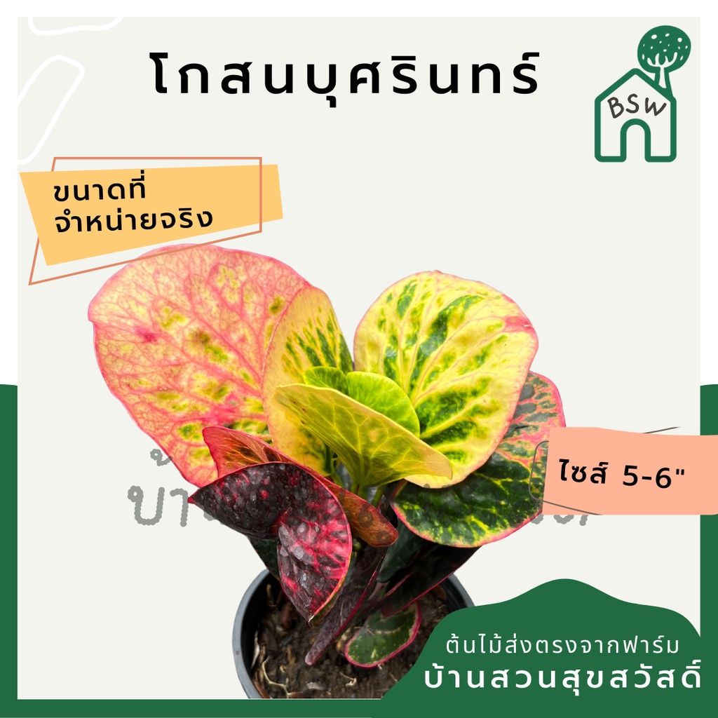 โกสนบุศรินทร์-กระถาง-5-6-นิ้ว-ต้นโกสน-เป็นไม้แดด-ไม้ด่างสวย-ใบสีสันสดใส