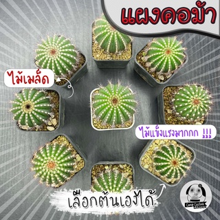 ต้นแผงคอม้า ไม้ไทย (เลือกต้นได้) ไม้เมล็ด  ( ต้นกระบองเพชร Uebelmannia pectinifera )🌵ต้นแคคตัส❤️