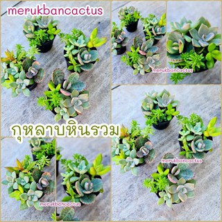 สวนถาดกุหลาบหินจิ๋ว น่ารักกระทัดรัด🍀 กุหลาบหิน พร้อมส่ง🌹