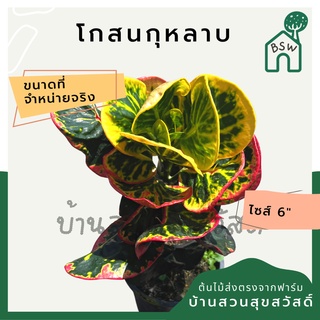 โกสนกุหลาบ กระถาง 5-6 นิ้ว ต้นโกสน เป็นไม้แดด    ไม้ด่างสวย    ใบสีสันสดใส