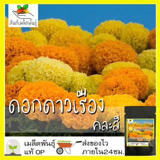 ภาพหน้าปกสินค้าเมล็ดพันธุ์ ดอก ดาวเรืองคละสี 100 เมล็ด Mixed Marigold Flower Seed เมล็ดพันธุ์แท้100% นำเข้าจากต่างประเทศ ดอกไม้ ถูก ดี ที่เกี่ยวข้อง