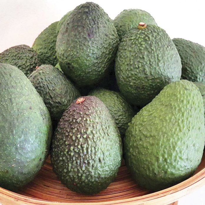 ต้นอะโวคาโด-พันธุ์แฮส-avocado-hass-เสียบยอด-สุดยอดซูเปอร์ฟู้ดของสาย-สุขภาพ-ต้นละ-179-บาท