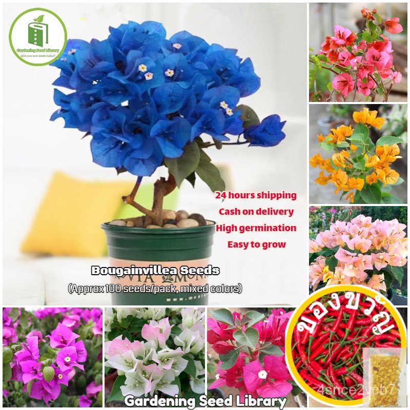 [Fast Germination] Bougainvillea Bonsai Seeds (100 seeds/bag,Seeds for