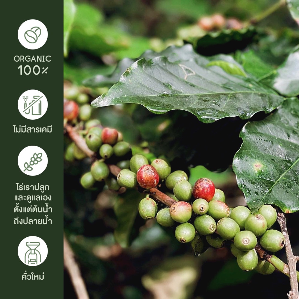 buna-organic-coffee-เมล็ดกาแฟ-คั่วกลาง-monday-8-oclock-200g