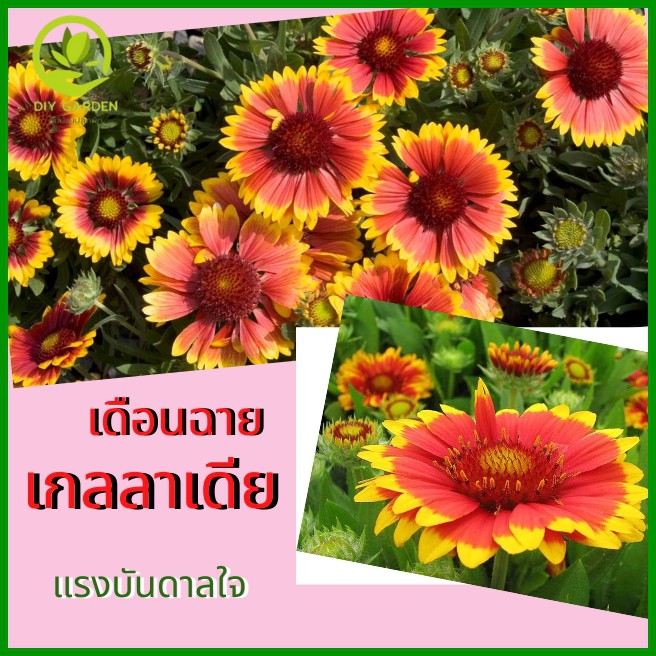 เมล็ดพันธุ์ดอกไม้-เกลลาเดีย-เดือนฉาย-เมล็ดพันธุ์ดอกไม้นำเข้า-ดอกไม้มงคล-จัดสวน-แต่งสวน-ปลูกดอกไม้-ปลูกผัก-ผักสวนครัว