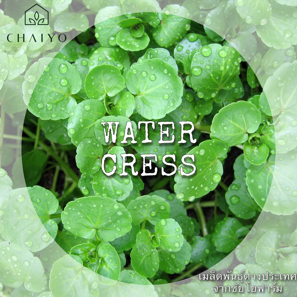 เมล็ด-water-cress-วอเตอร์เครส