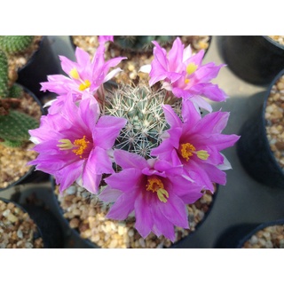 💥แมมชูแมน💥 mammillaria schumannii ขนาด 3-4 ซม. ต้นแคคตัส ต้นกระบองเพชร  (กรุณาอ่านรายละเอียดก่อนทำการสั่งซื้อครับ)