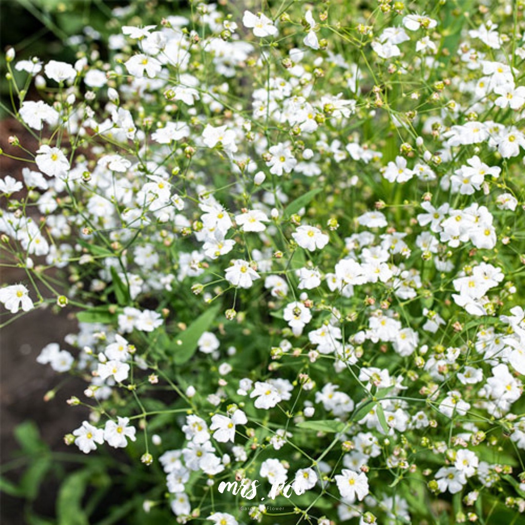 เมล็ดดอกไม้กินได้-gypsophila-สายพันธุ์-convent-garden-market