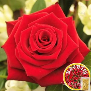 10pcs RED ROSE Rosa Bush Shrub Perennial Flower Seeds玫瑰/香菜/花园/男装/儿童/头饰/帽子/鲜花/上衣/内裤/ AWJR