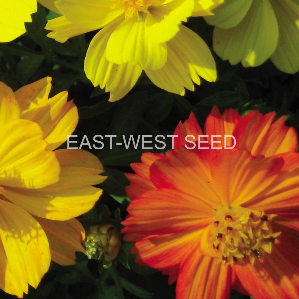 ศรแดง-เมล็ดพันธุ์ดาวกระจาย-คิตดี้-มิกซ์-ต้นเตี้ย-east-west-seed-เมล็ดพันธุ์ดอกไม้-เมล็ดพันธุ์-ผักสวนครัว-ตราศรแดง