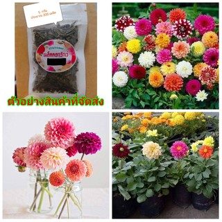 (5ซอง)(ขาย เมล็ด ) ต้น ดอก เมล็ด รักเร่ Dahlia สวนบนดอย