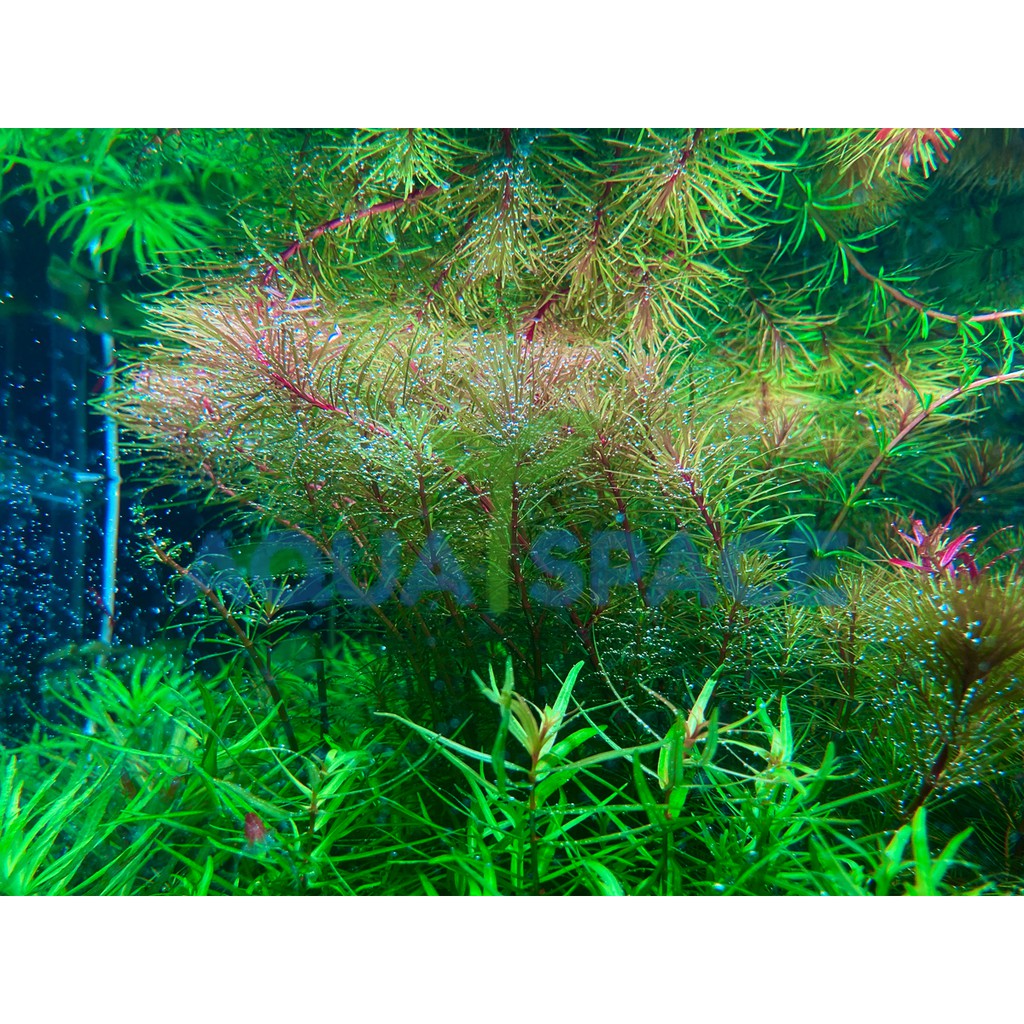 rotala-wallichii-ไม้ข้อ-ไม้แดง-ไม้เขียว-ไม้ชมพู-ไม้น้ำ-ไม้หลังตู้-ตู้ไม้น้ำ-พรรณไม้น้ำ-ตู้ปลาสวยงาม