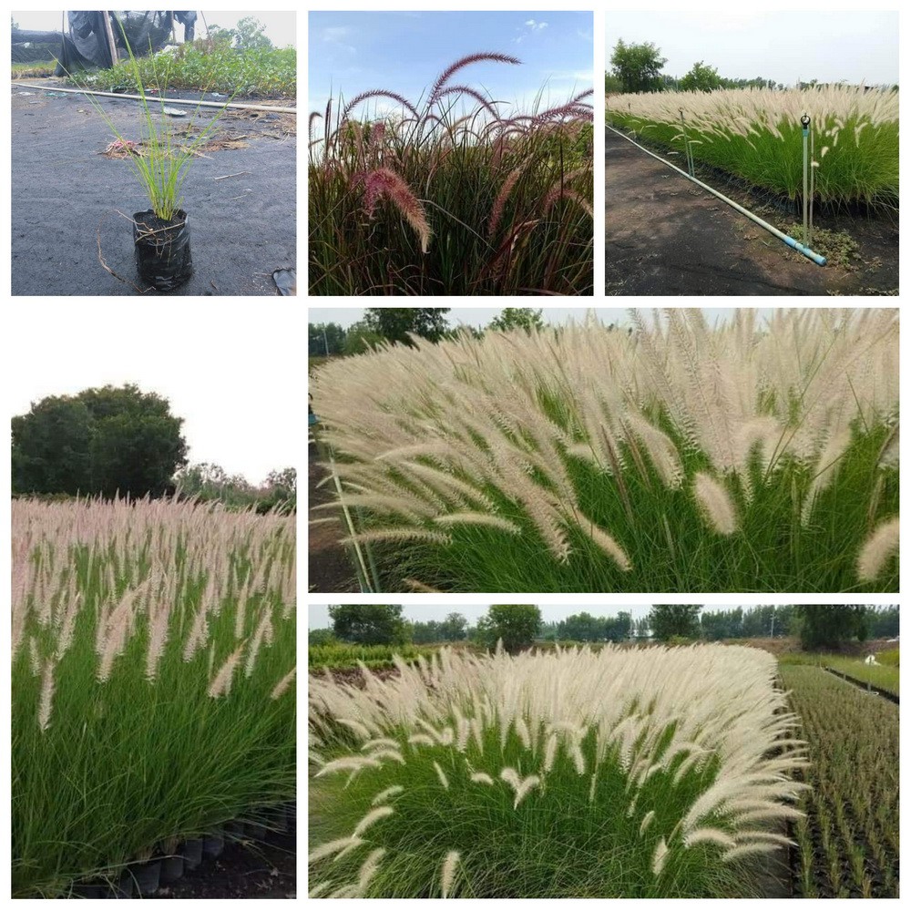 หญ้าน้ำพุ-amp-หญ้าแดงแม็กซิกัน-ปลูกตกแต่งร้านขายกาแฟ-ร้านอาหาร-fountain-grass-หญ้าแดง-เม็กซิกัน-red-grass