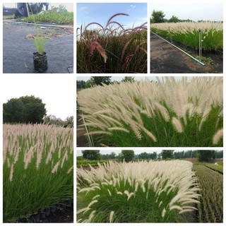 หญ้าน้ำพุ & หญ้าแดงแม็กซิกัน ปลูกตกแต่งร้านขายกาแฟ ร้านอาหาร  Fountain grass หญ้าแดง เม็กซิกัน Red grass