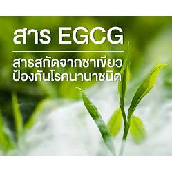 egcg-maxx-green-tea-extract-capsule-egcg-150-mg-ผลิตภัณฑ์เสริมอาหาร-ตรากิฟฟารีน-ingredients-ต่อแคปซูล