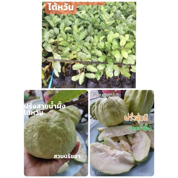 ต้นพันธุ์ฝรั่งสายน้ำผึ้งไต้หวัน-หรือสุ่ยมี-หรือส่วยมี่-ปกติต้นละ-150บาท