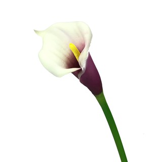 ดอกคาล่าลิลลี่ Artificial Calla lily ดอกลิลลี่ปลอม ยาว 69 cm.ดอกไม้ประดิษฐ์เกรดพรีเมี่ยม งานสวยเหมือนจริง