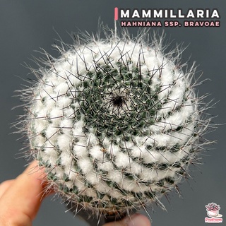 แมมแม่เฒ่าหนามดำ Mammillaria hahniana ssp. bravoae แคคตัส กระบองเพชร cactus&amp;succulent