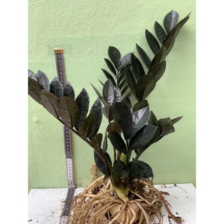 กวักมรกตดำ ( ไซค์แม่พันธ์ ) ไม้มงคล โขดสวย ไม้ฟอกอากาศ  เสริมโชคลาภ zamioculcas zamiifolia black