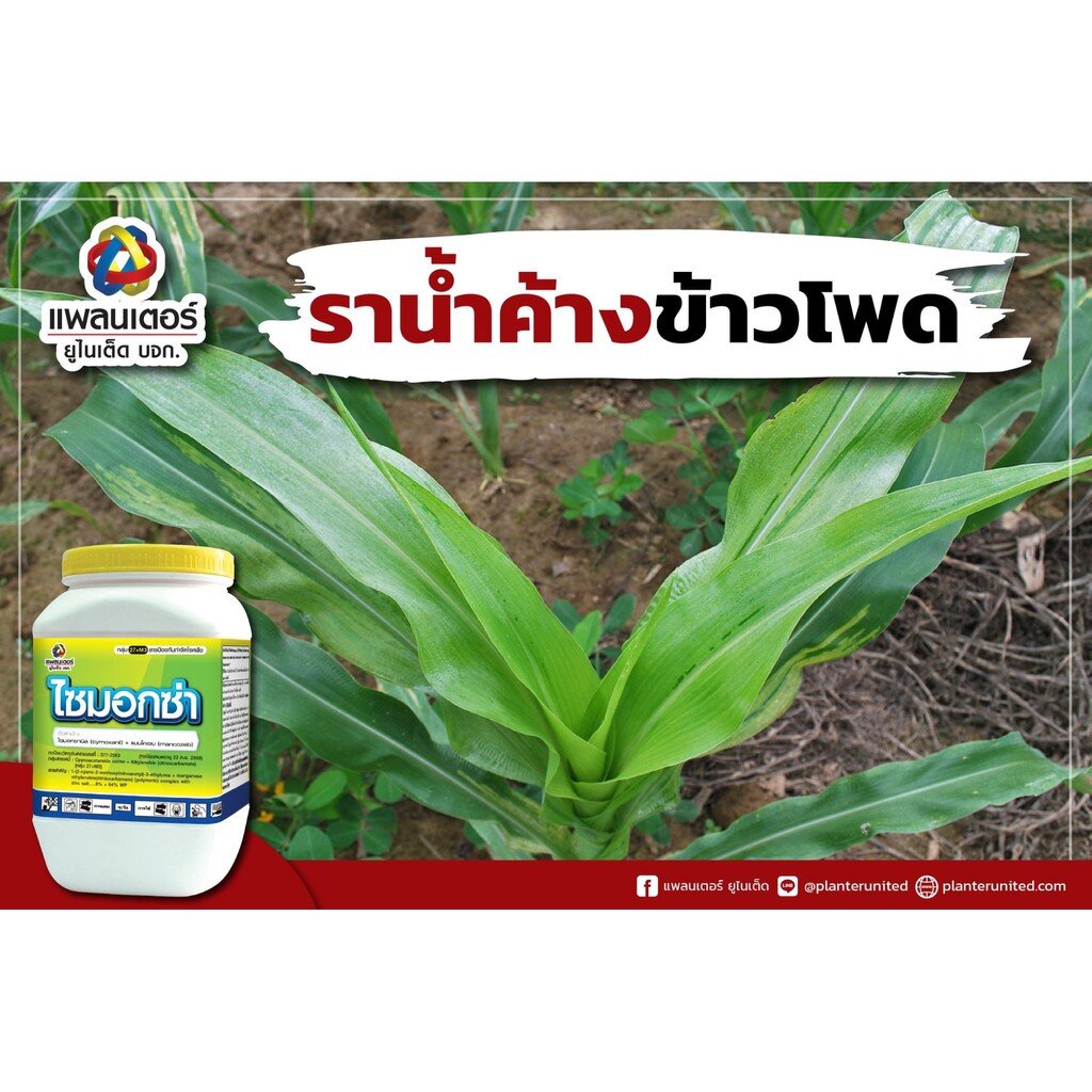 ภาพสินค้าไซม็อกซ่า 500 กรัม ไซมอกซานิล + แมนโคเซบ บริษัท แพลนเตอร์ ยูไนเต็ด จำกัด จากร้าน thaiseedonline บน Shopee ภาพที่ 3