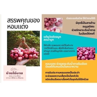 (รุ่นคละหัวใหญ่ 🔥) หอมแดง บ้านไม้งาม จ.ศรีสะเกษ  คัดเกรด ส่งออก ราคาชาวบ้าน photo