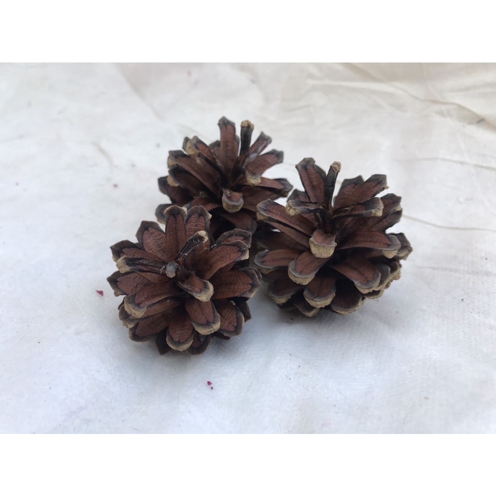 ลูกสน-pinecone-ราคาต่อ-1ลูก-สีธรรมชาติลูกสนสำหรับถ่ายภาพ-ตกแต่งร้าน-คัดพิเศษ-พร็อพถ่ายภาพ-พร้อมส่ง