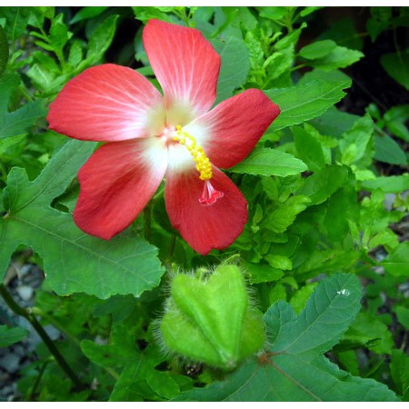 30-เมล็ด-โสมชบา-เป็นไม้ดอกอายุหลายปี-ลักษณะพุ่มสูงประมาณ50-เมล็ด-ไม่ใช่พืชที่มีชีวิต