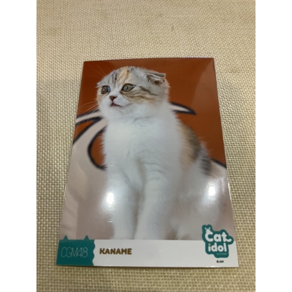 cgm48-cat-idol-photoset-ของแท้-official