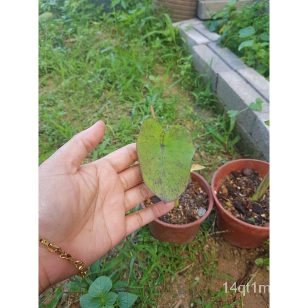 colocasia-black-magic-variegated-fresh-cut-3-pokok-bmv-seeds-zgwq