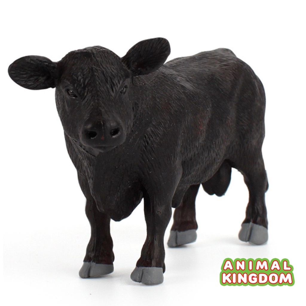 animal-kingdom-โมเดลสัตว์-วัวแองกัส-ขนาด-14-50-cm-จากหาดใหญ่