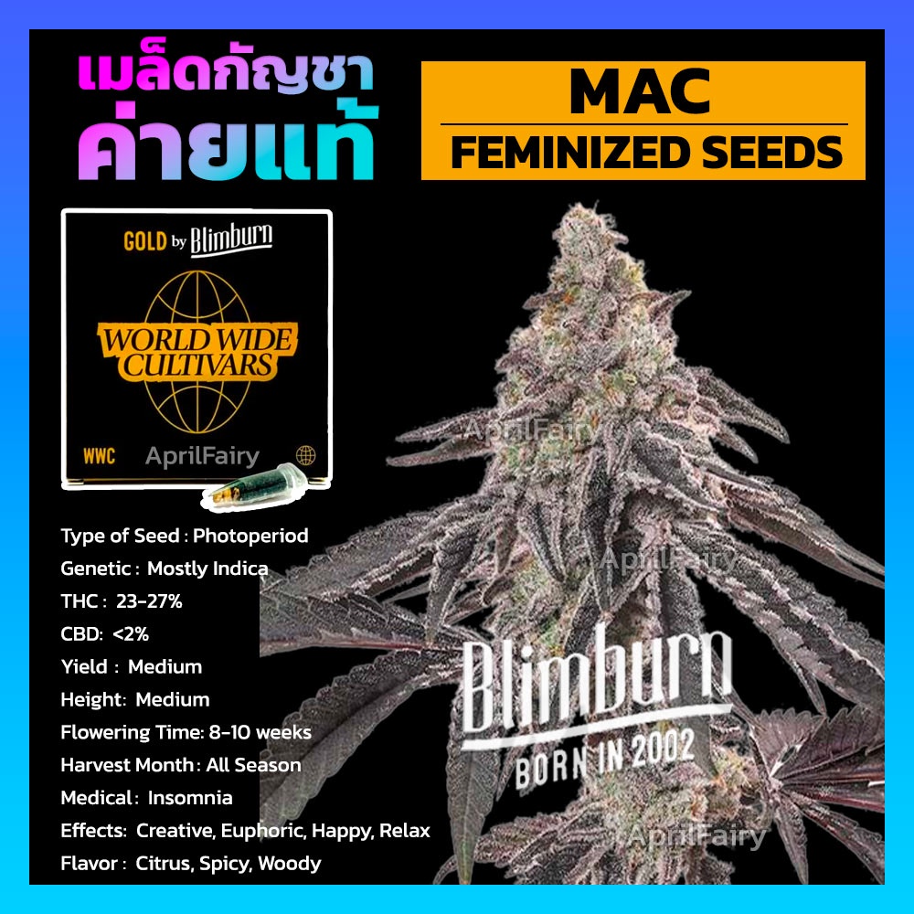 mac-feminized-เมล็ดพันธุ์กัญชา-นอก-โฟโต้-เพศเมีย-เมล็ดค่าย-blimburnseeds-แบ่งขาย-รับประกัน-ตรงปก
