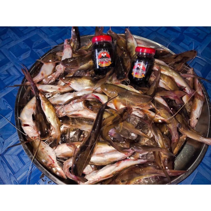 ภาพสินค้าเหยื่อปลากดราคาถูก ม้ามปลากด ตาหนวด จากร้าน annrattiya070 บน Shopee ภาพที่ 3